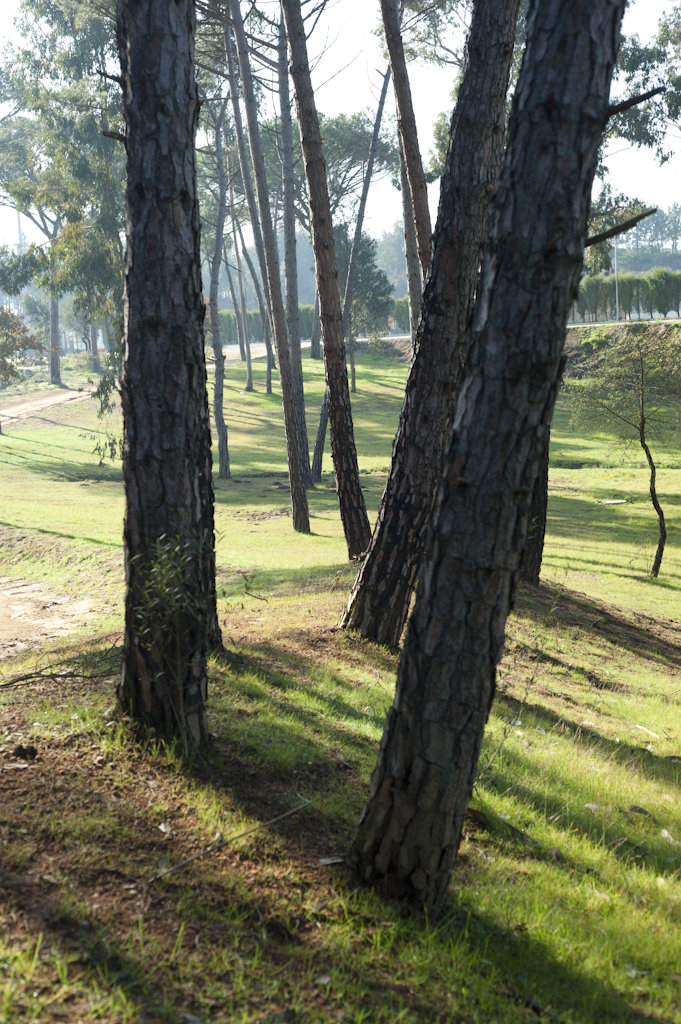 Parque de Pinheiros Mansos