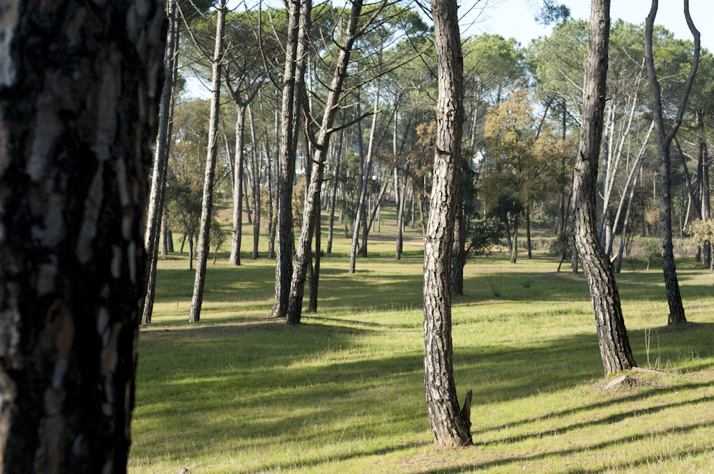 Parque de Pinheiros Mansos